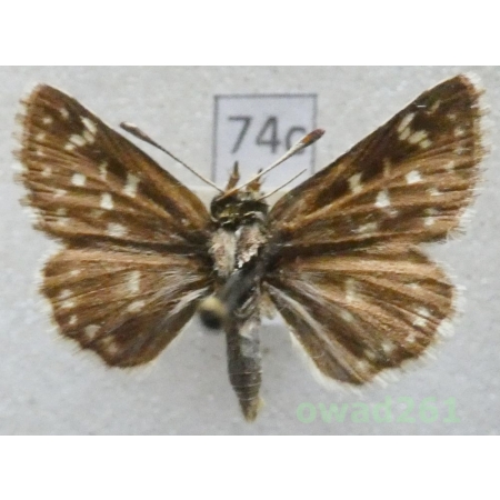 Spialia orbifer (Hübner, 1823) Slovakia74c